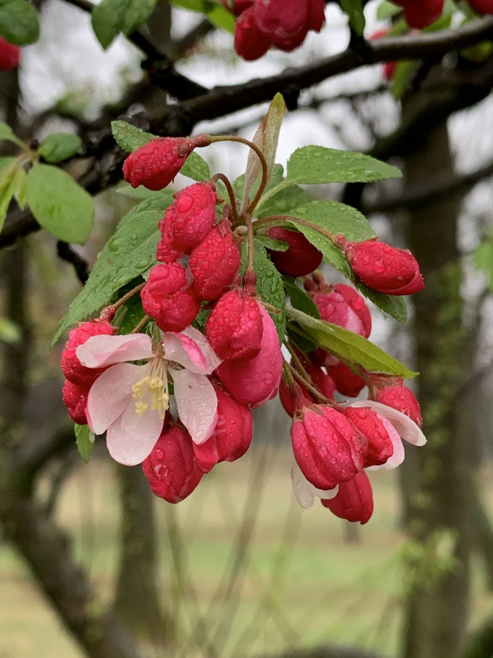 Apple iPhone XS Max sample photo. Flowers, red, spring photography