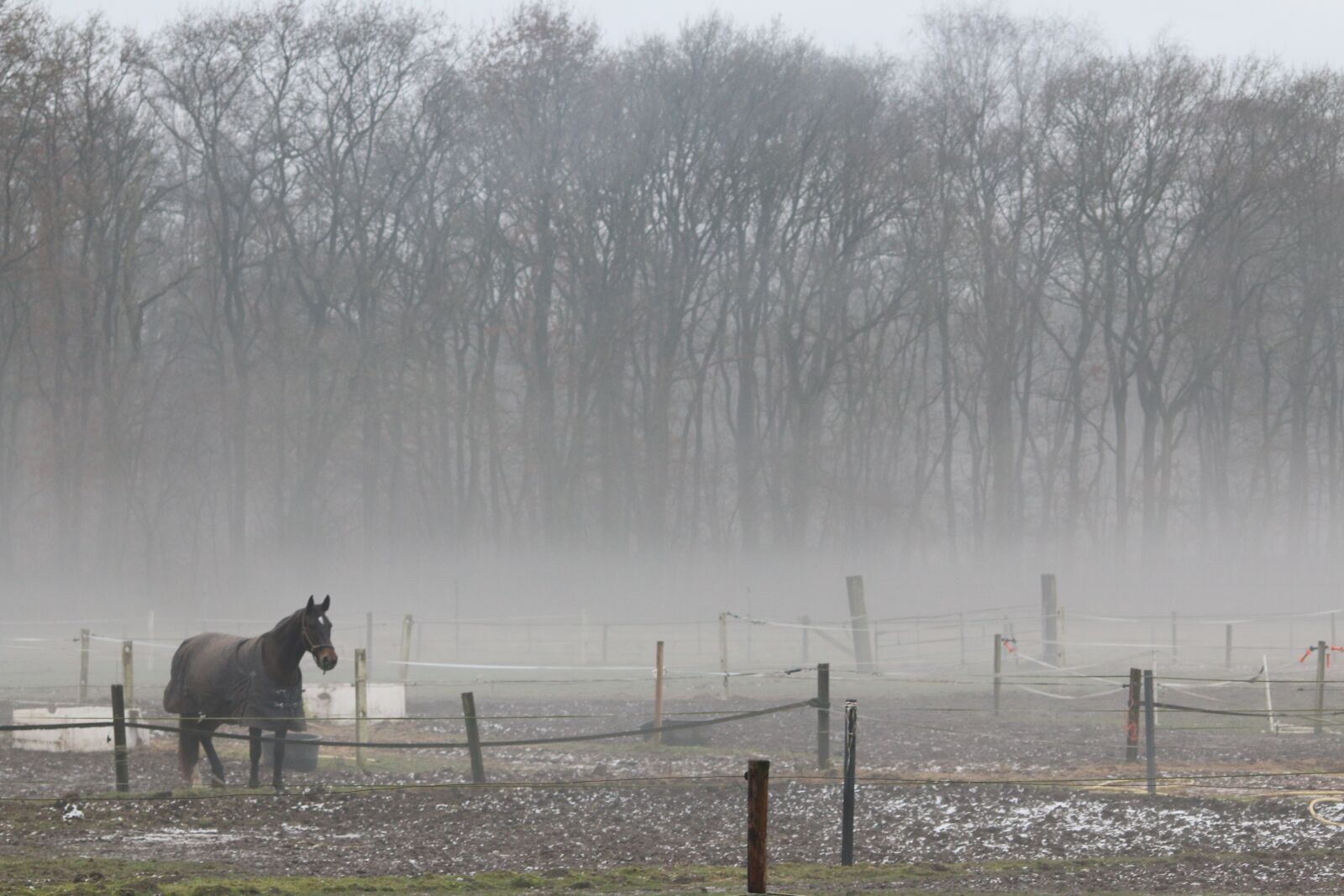 Canon EOS 70D sample photo. Horse, nature, winter photography
