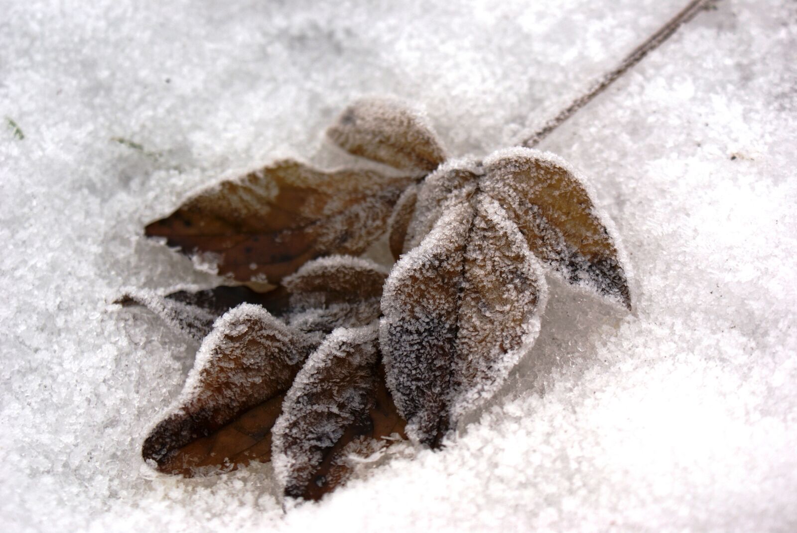 Sony Alpha DSLR-A300 sample photo. Winter, leaves, snow photography