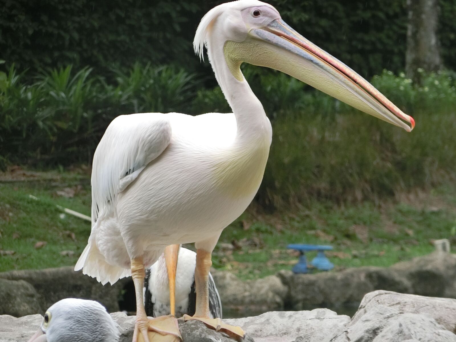 CASIO EX-ZR850 sample photo. Pelican, bird, singapore-bird-park photography