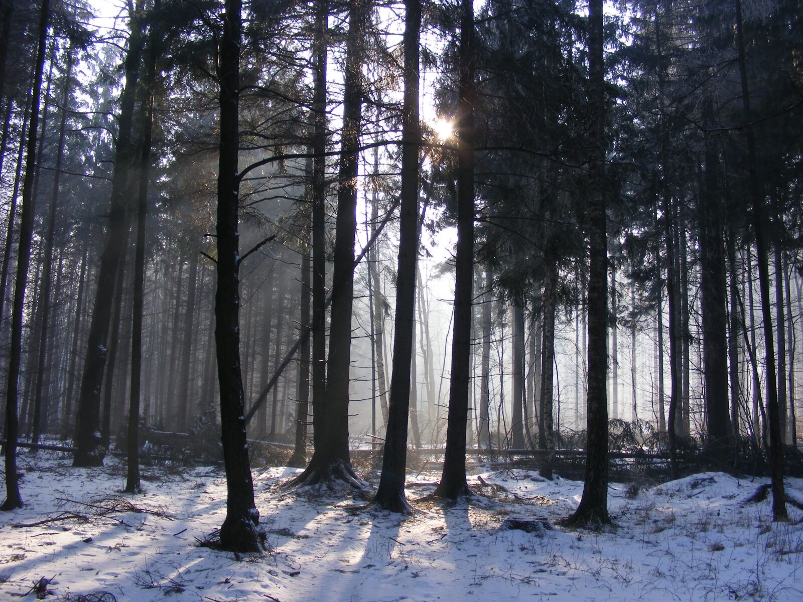 Fujifilm FinePix S5700 S700 sample photo. Forest, winter, snow photography