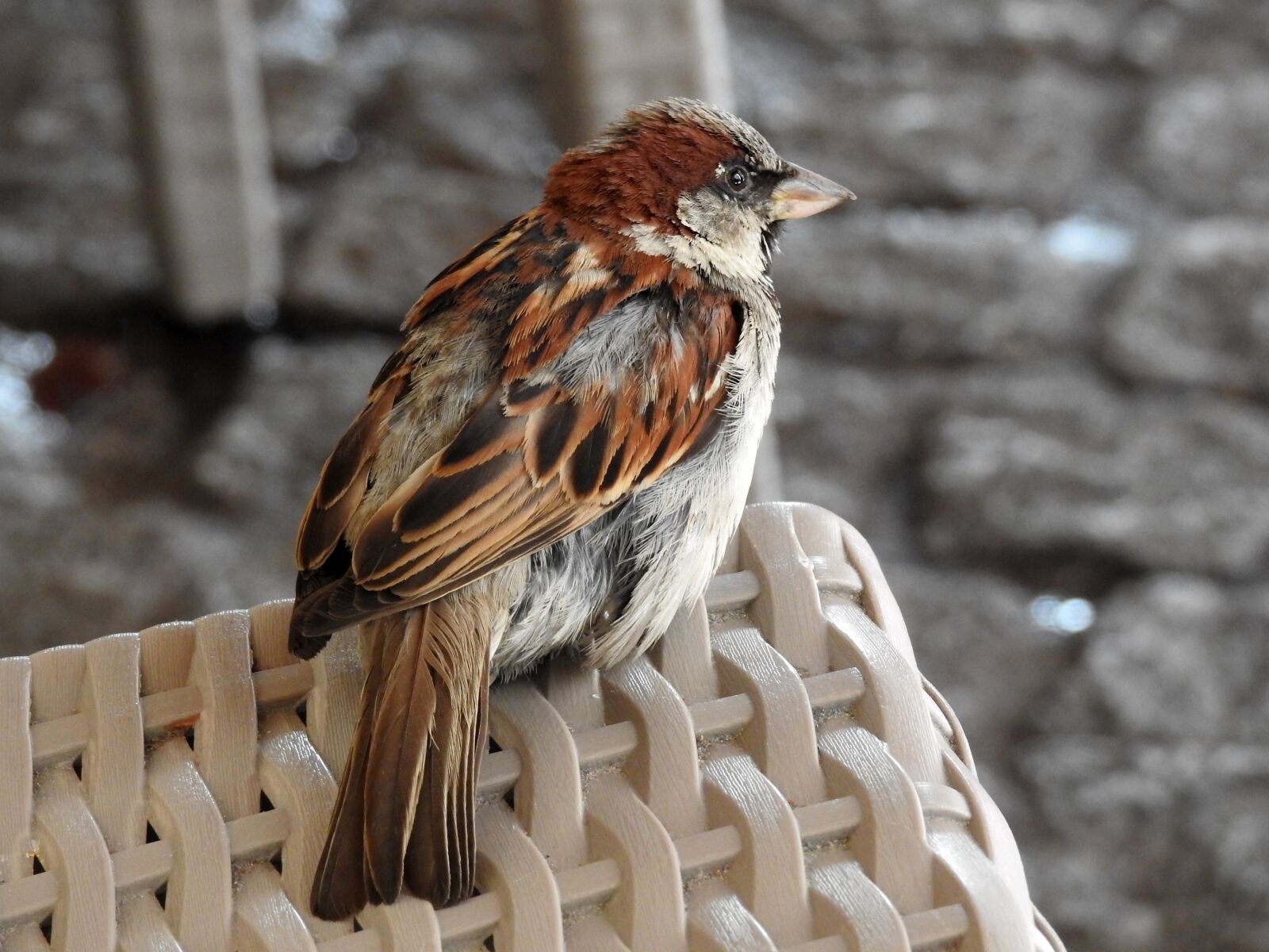 Nikon Coolpix P900 sample photo. Sparrow, bird, nature photography