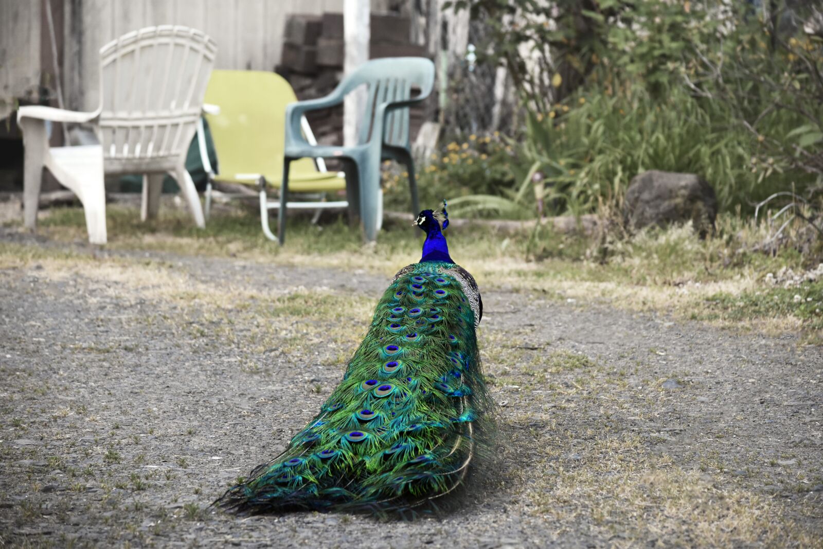 Nikon D7200 sample photo. Nature, outdoors, garden photography