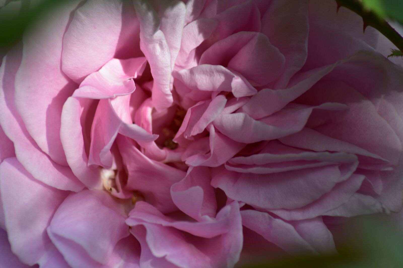 Nikon D3400 sample photo. Pink, rose, flower photography