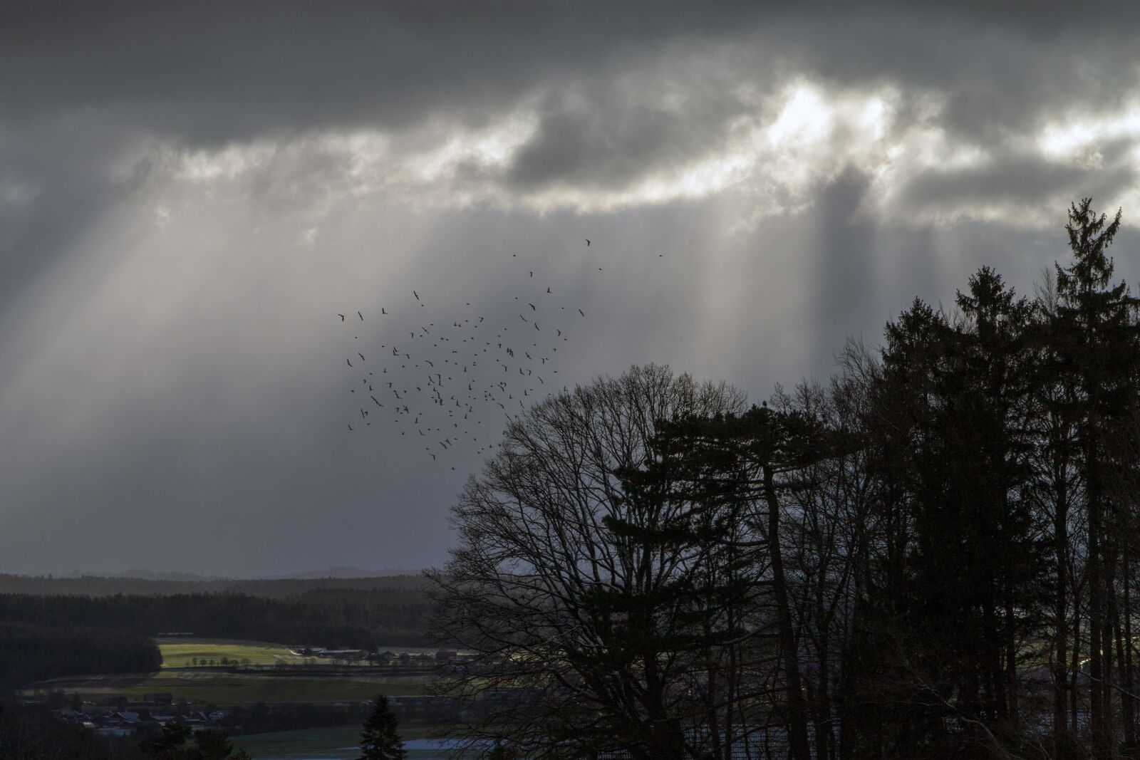 Canon EOS 6D Mark II sample photo. Flock of birds, mood photography