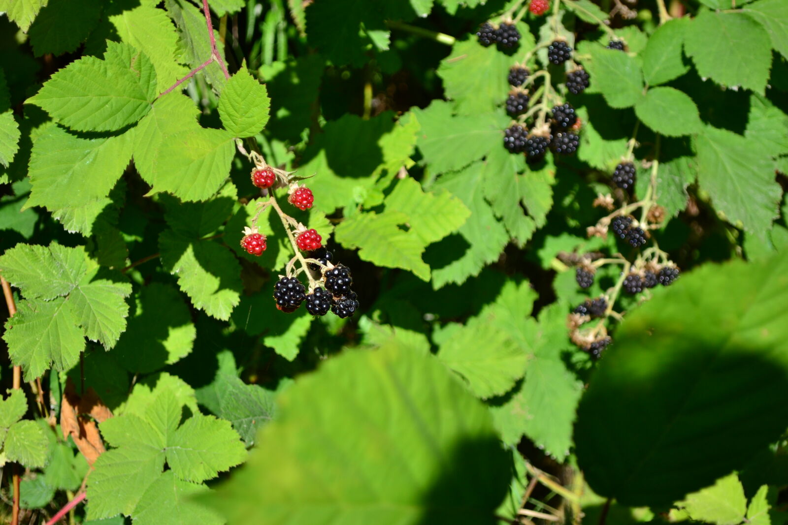 Nikon D3100 sample photo. Blackberries, green, plants, raspberries photography
