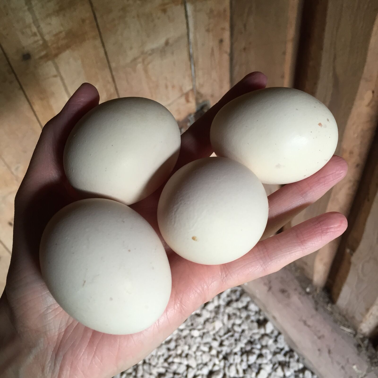 Apple iPhone 6 sample photo. Eggs, hens, farmhouse photography