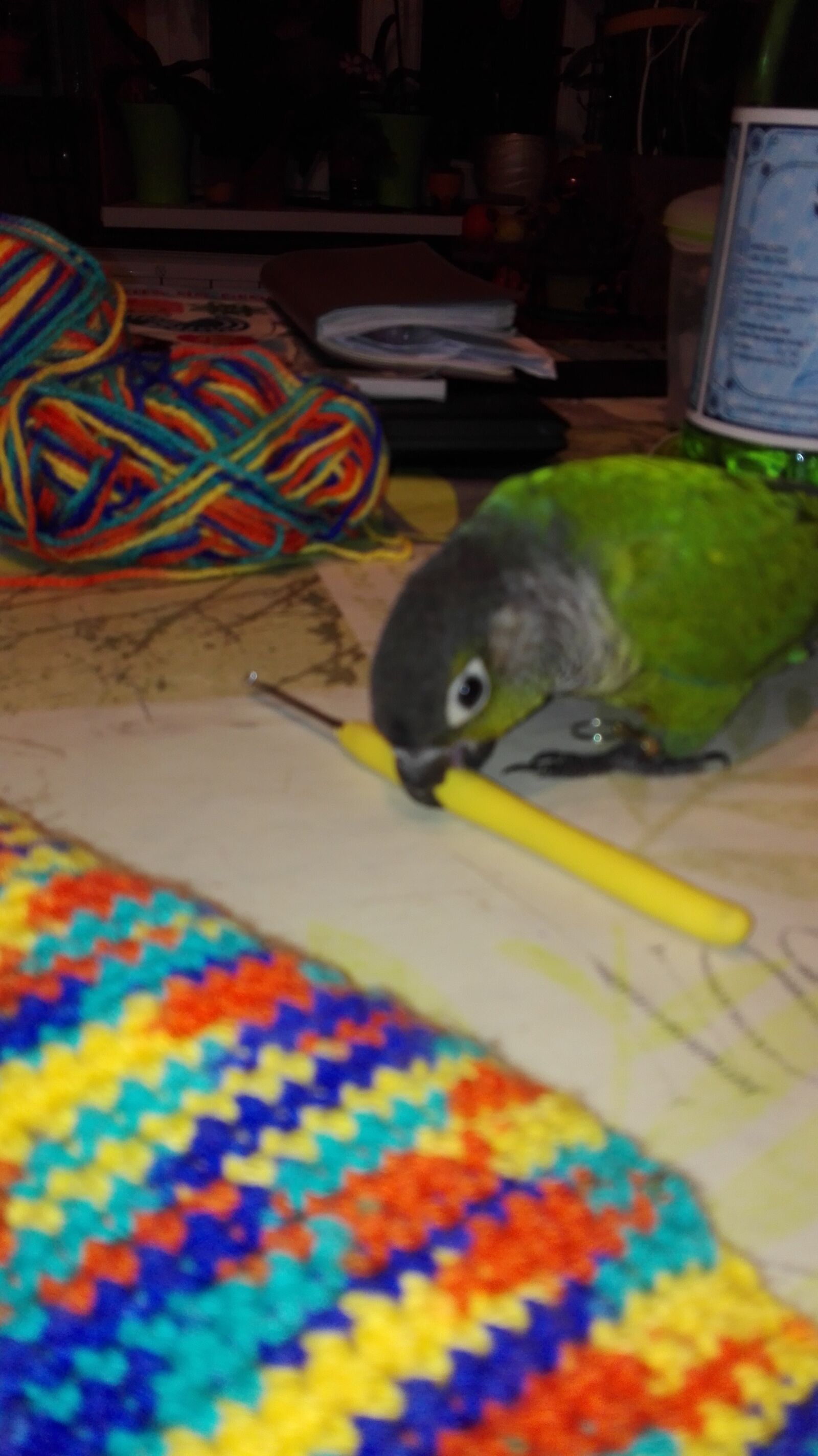 HUAWEI P8 Lite sample photo. Oiseaux, le, conure photography