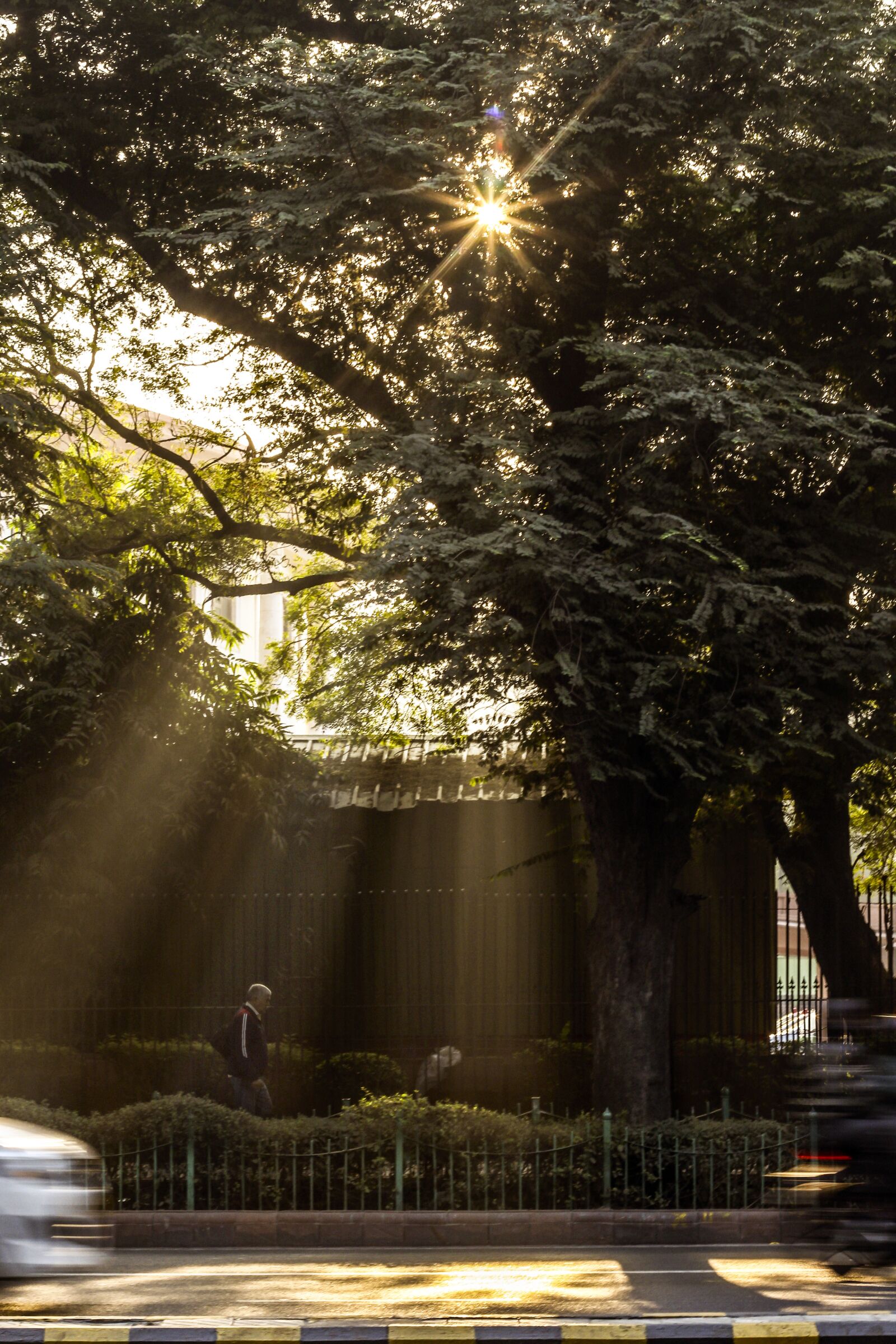 Canon EOS 700D (EOS Rebel T5i / EOS Kiss X7i) + Canon EF 50mm F1.8 II sample photo. Sunlight, trees, forest photography