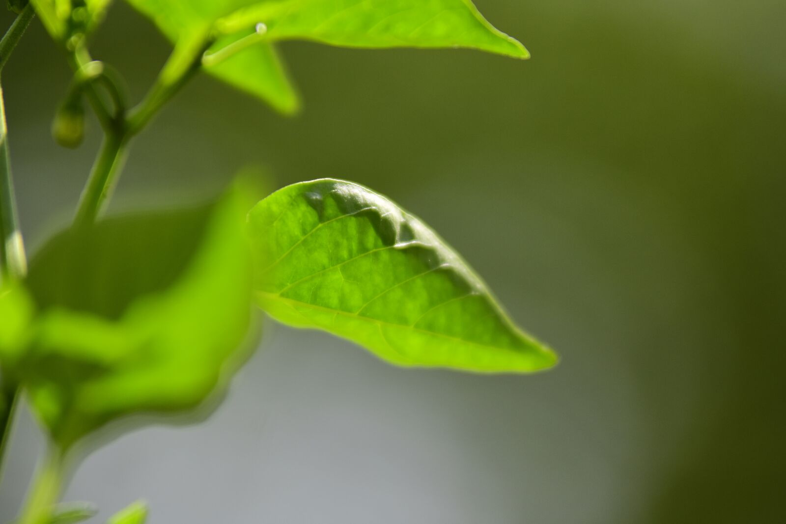 Nikon D7200 sample photo. Leaf, nature, paprika photography