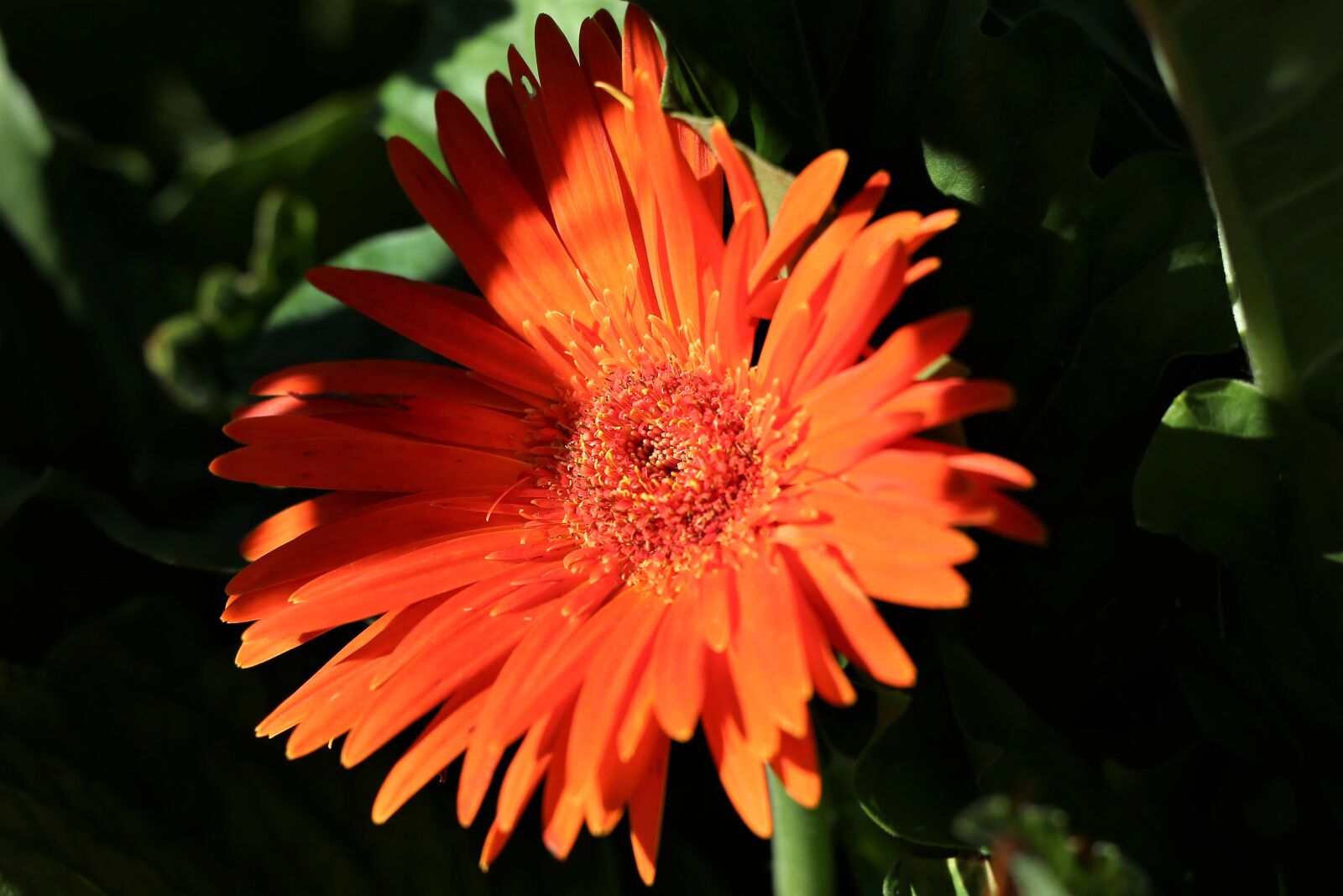 Canon EOS 6D sample photo. Zinnia, orange, green photography