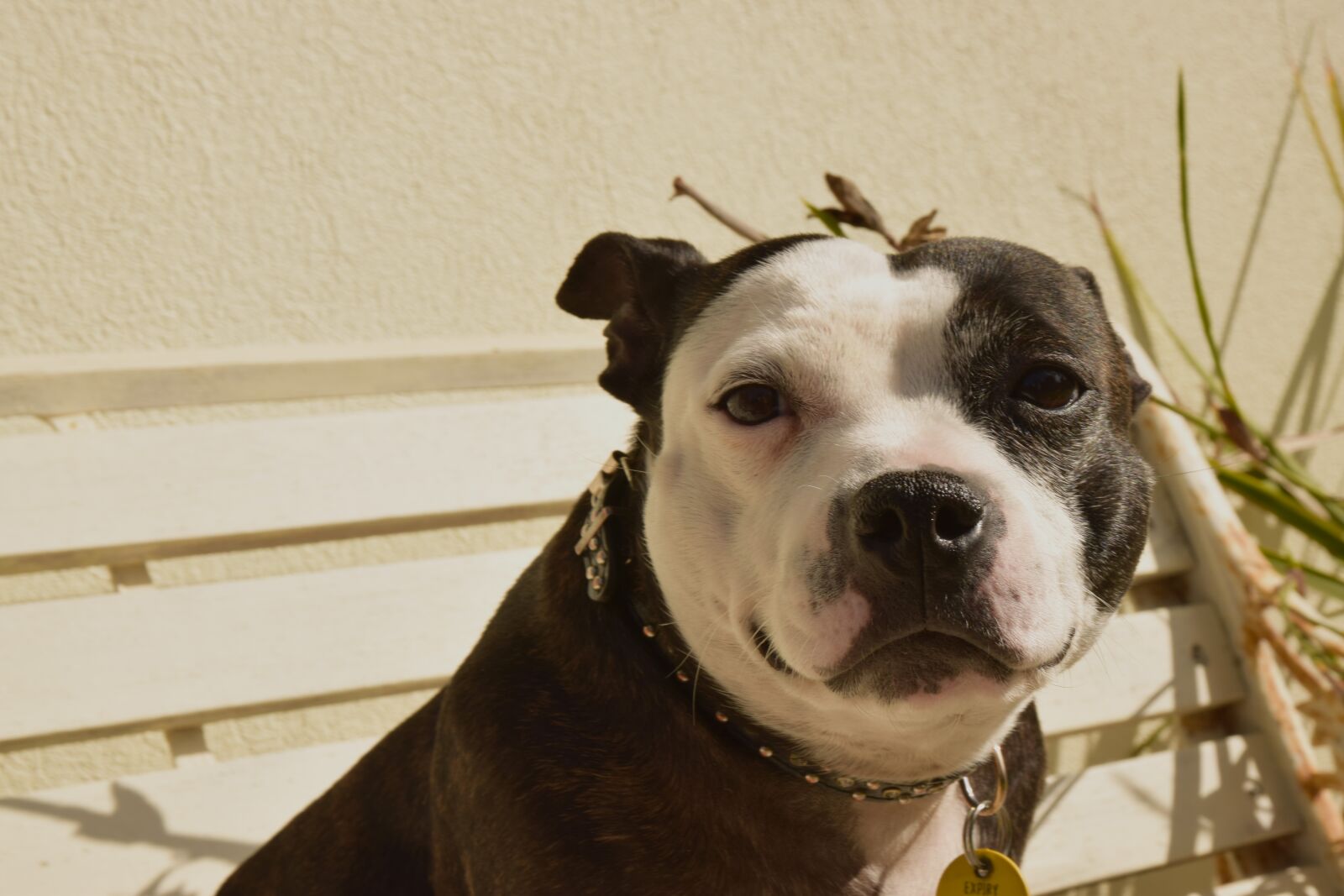 Nikon D3300 sample photo. Dog, smiling, cute photography
