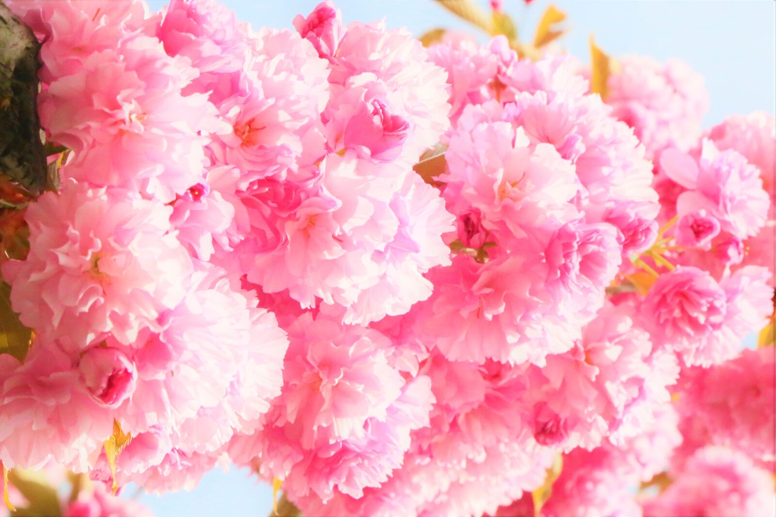 Canon EF 24-105mm F4L IS USM sample photo. Flowers, spring, nature photography