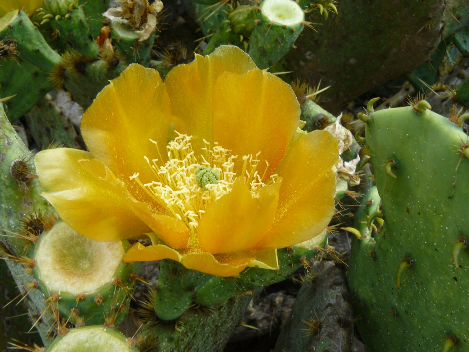 Panasonic DMC-FZ8 sample photo. Cactus, flower, yellow photography