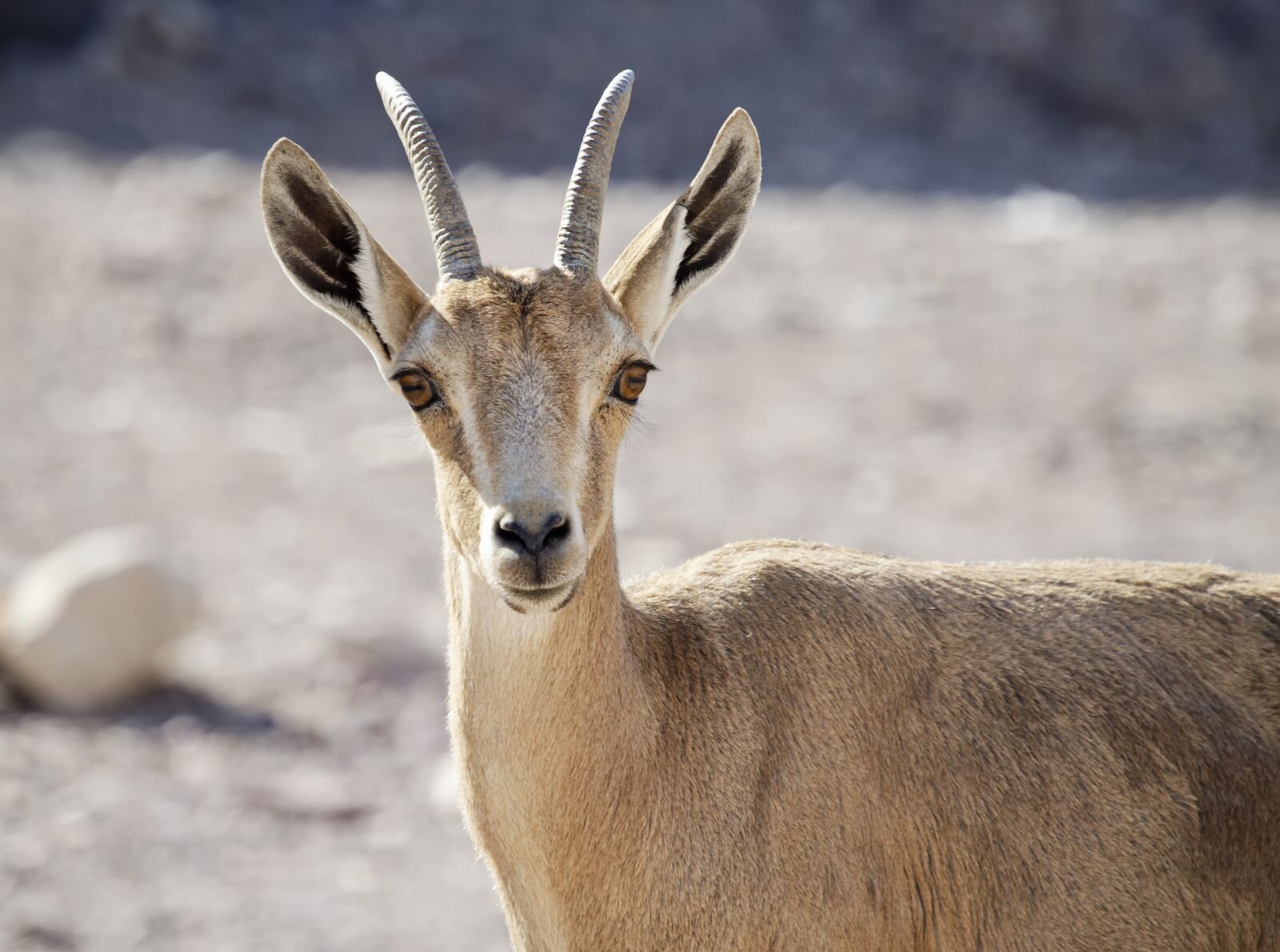 Nikon D5100 sample photo. Nubian ibex, young, desert photography