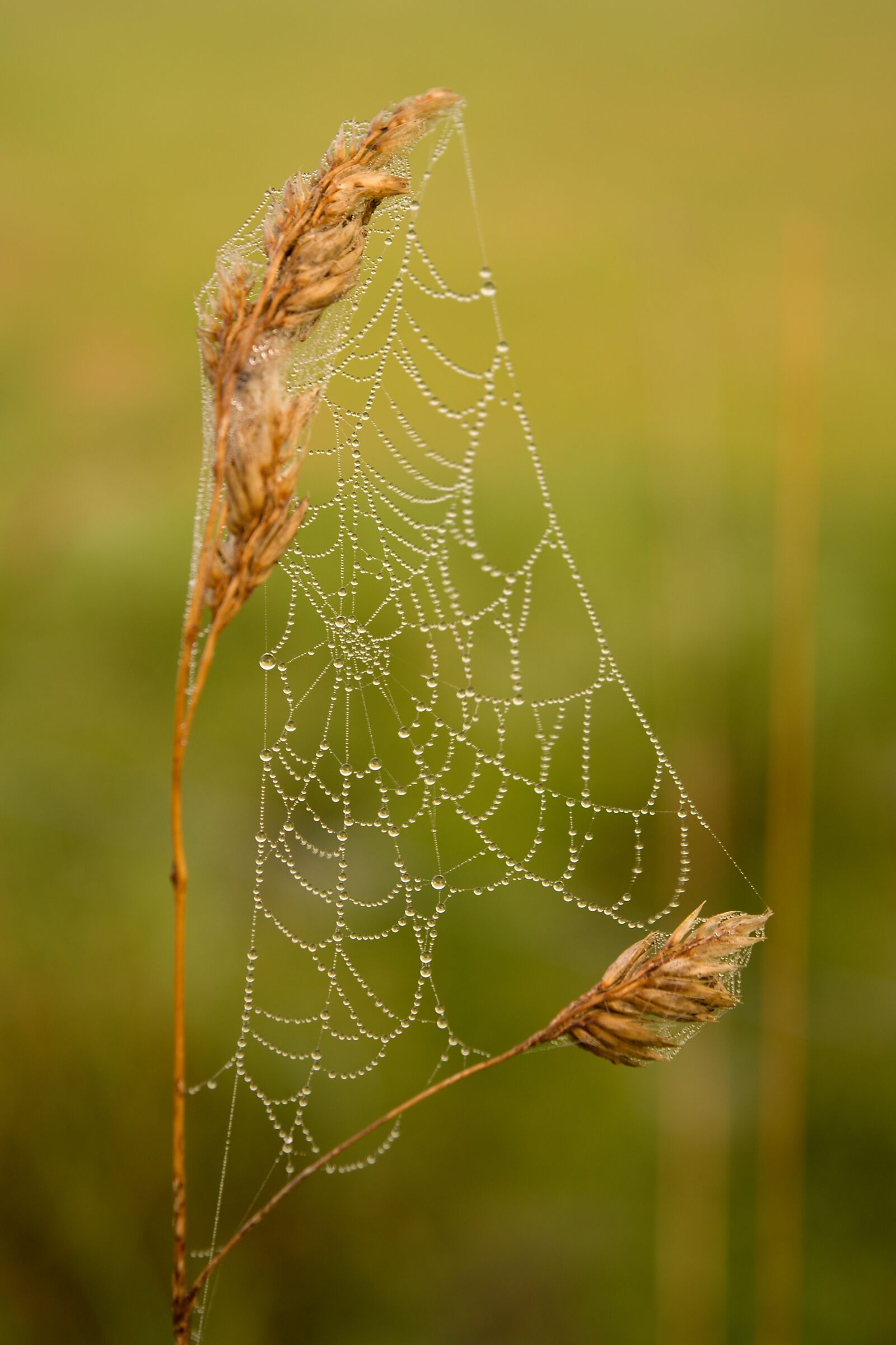 18.00 - 55.00 mm f/3.5 - 5.6 sample photo. Web, green, macro photography