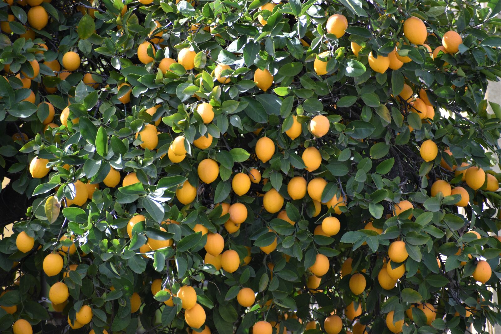 Nikon D3500 sample photo. Lemon, lemon tree, citrus photography