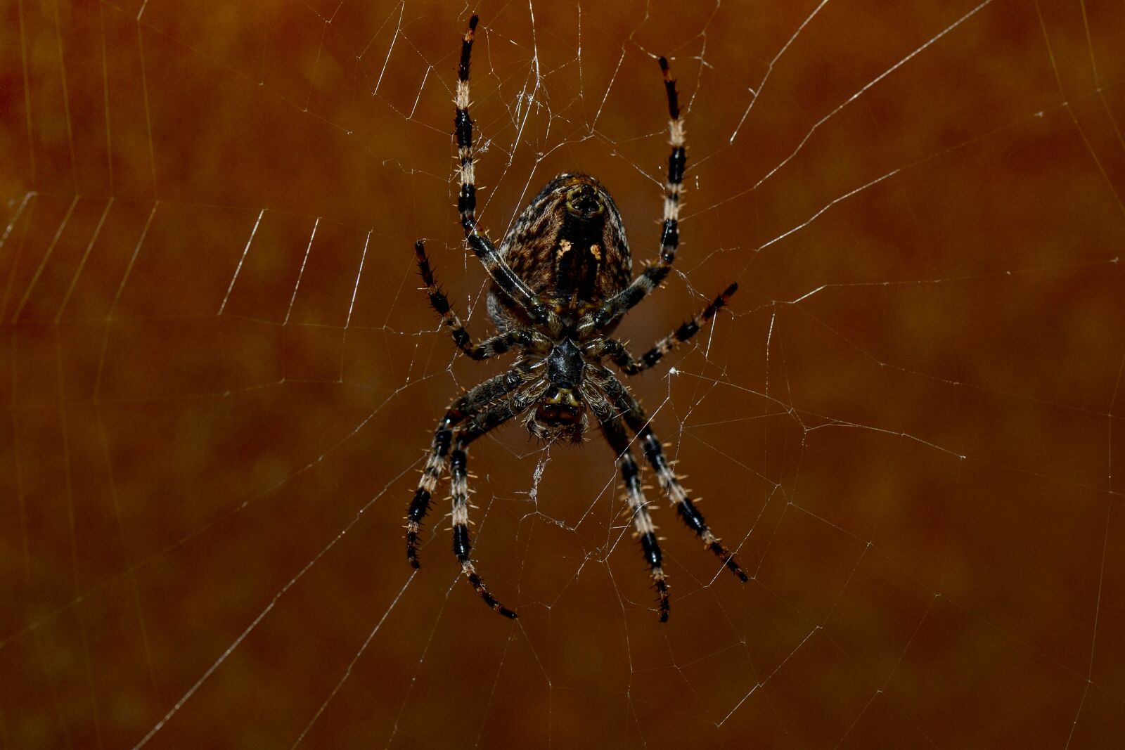 Nikon D3100 sample photo. Spider, web, close up photography