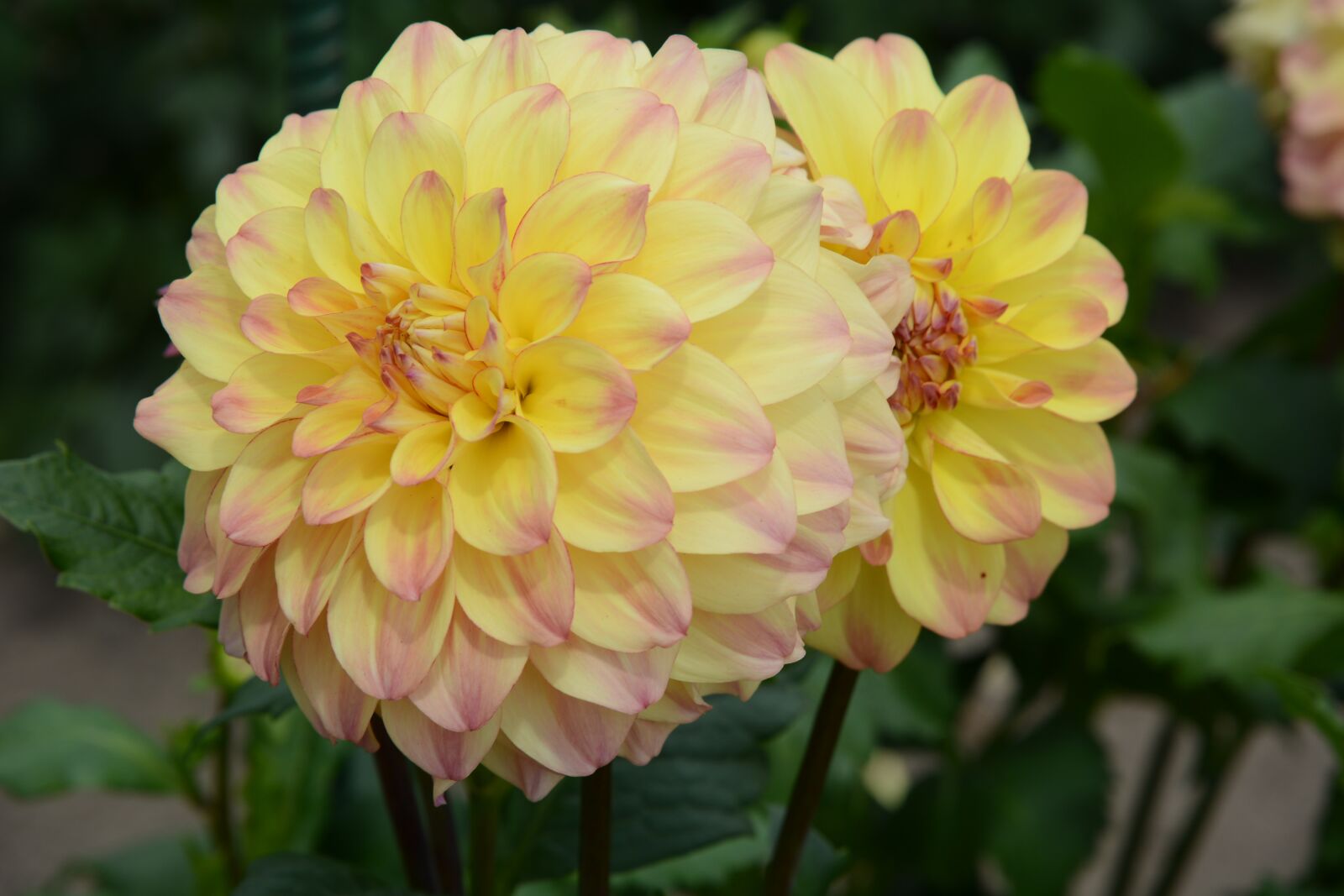 Nikon D7100 sample photo. Dahlia, bloom, nature photography