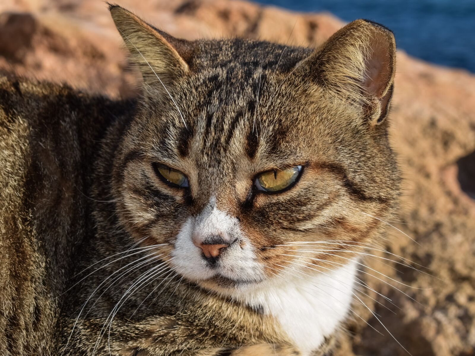 Nikon D3300 sample photo. Cat, stray, animal photography