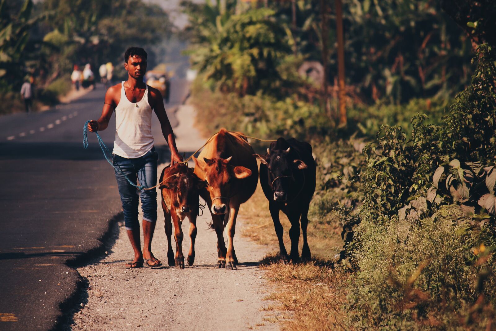 Canon EF-S 55-250mm F4-5.6 IS II sample photo. Cow, village, rural photography