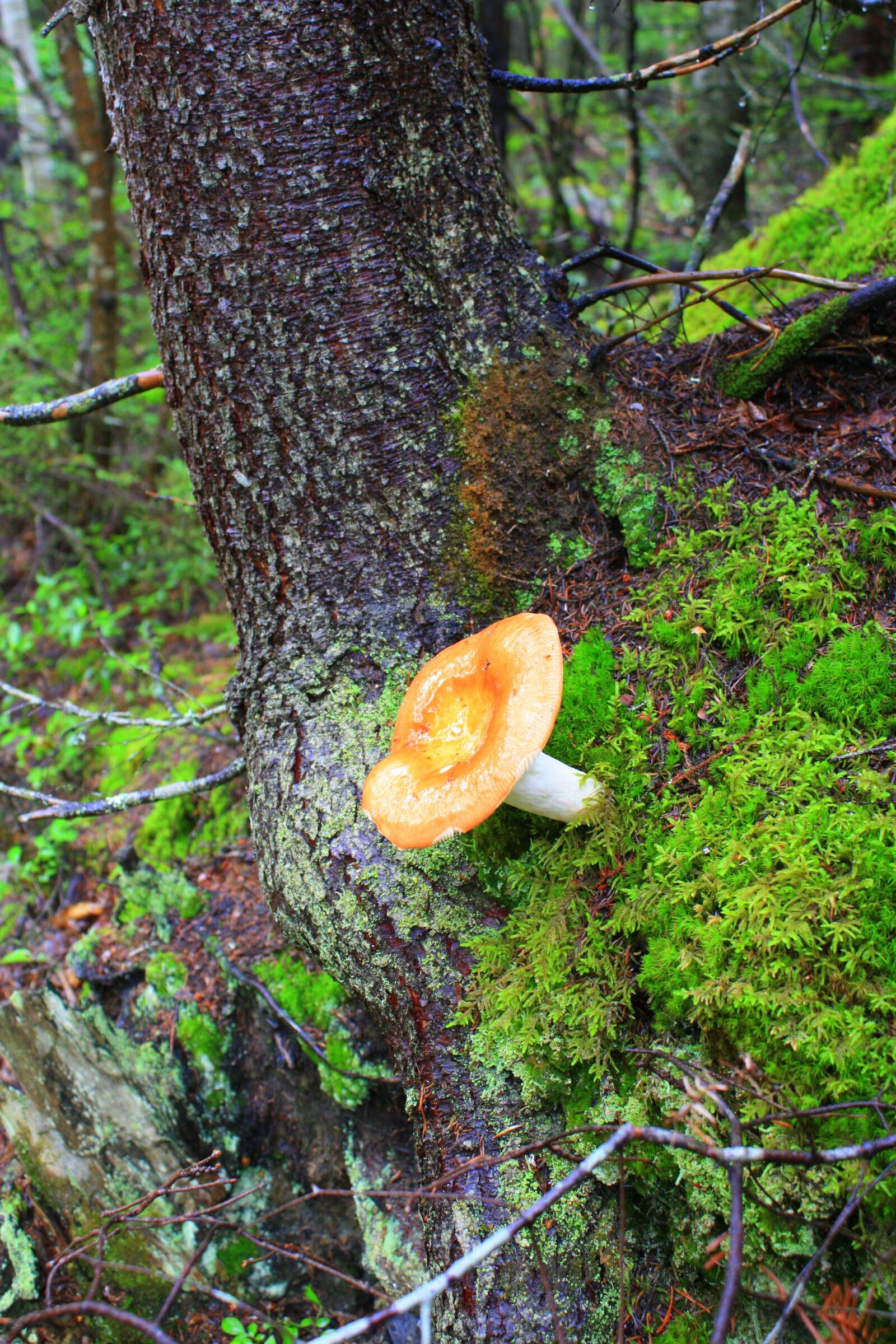 Canon EOS 450D (EOS Rebel XSi / EOS Kiss X2) sample photo. Fungus, nature, forest mushrooms photography
