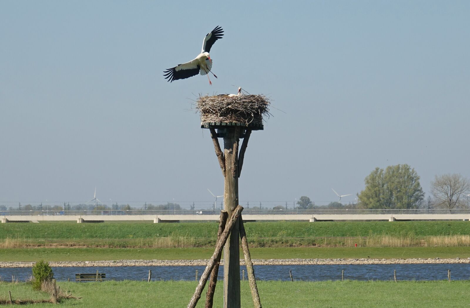 Sony Cyber-shot DSC-RX10 III sample photo. Stork, birds, nest photography