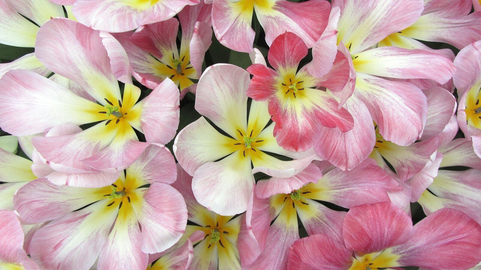 Canon PowerShot SX220 HS sample photo. Tulips, tulip, romantic photography