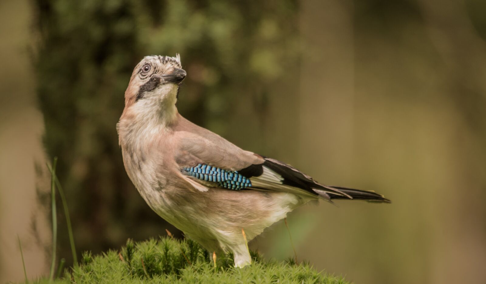 Nikon D610 sample photo. Jay, forest, bird photography