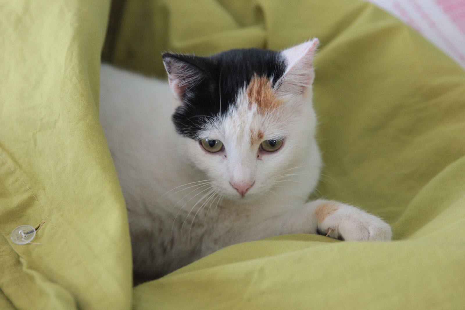 Canon EOS 550D (EOS Rebel T2i / EOS Kiss X4) sample photo. Cat, animal, patili photography