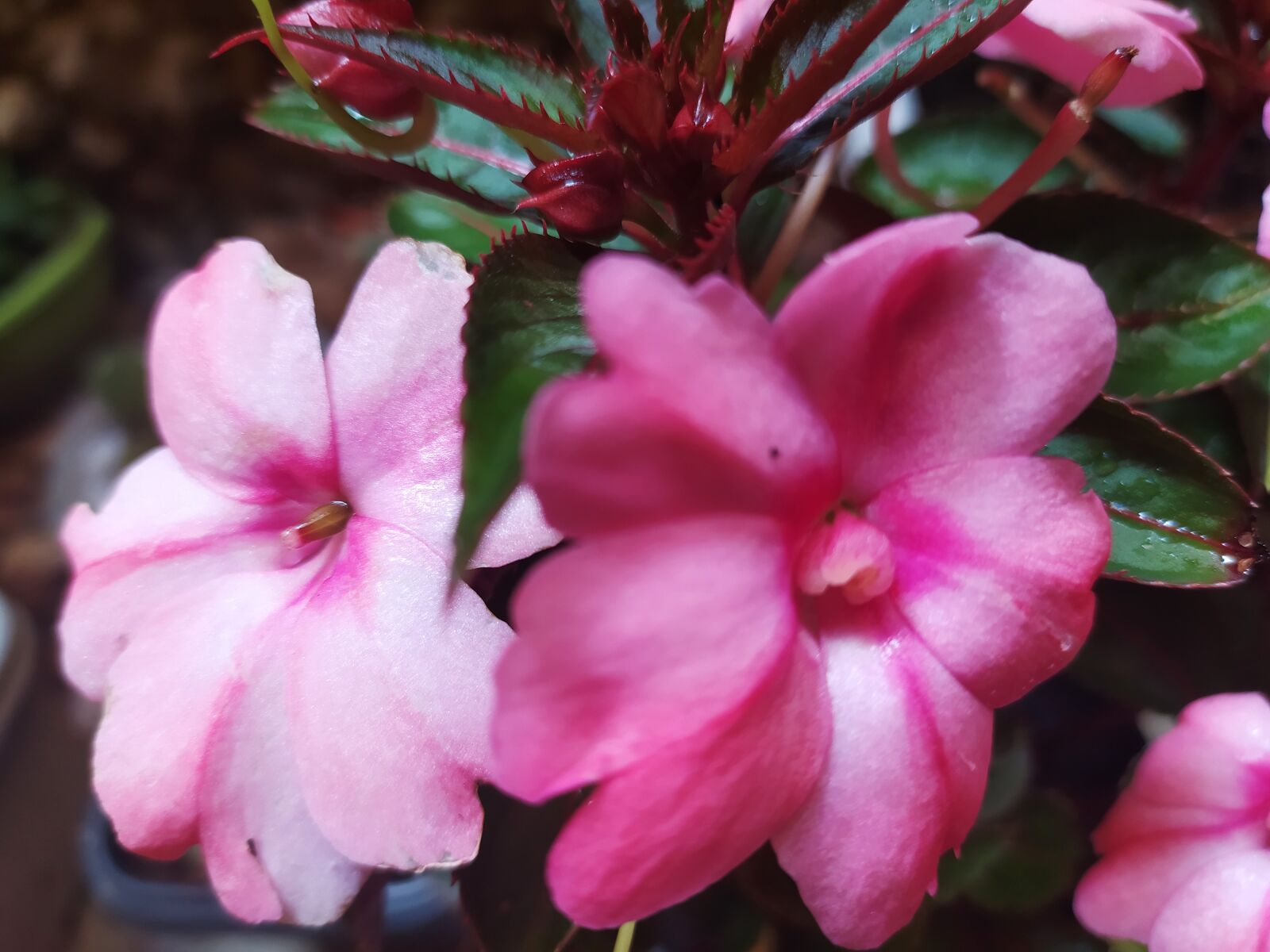 Xiaomi Redmi Note 8 sample photo. Flower, rosa, petal photography