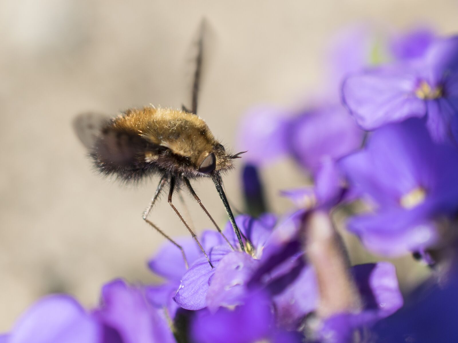 Nikon D3300 sample photo. Bombyliidae, fly, insect photography
