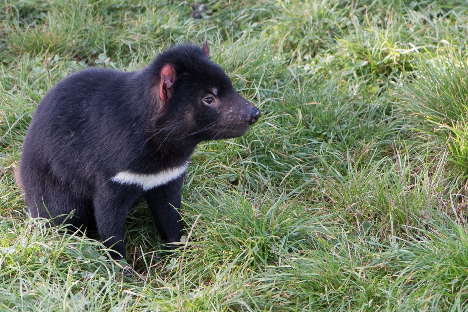 Nikon D750 sample photo. Tasmanian devil, tasmania, marsupial photography