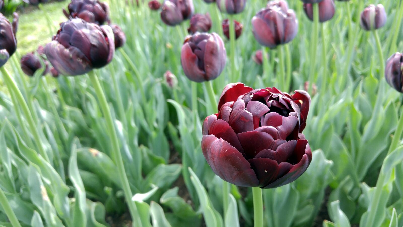 LG G4 sample photo. Flowers, gardens, spring photography