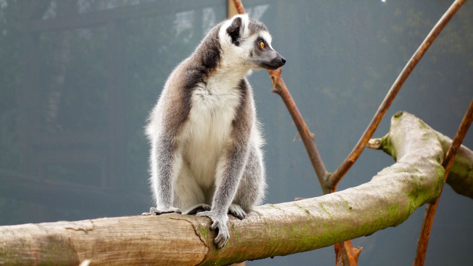 Sony Cyber-shot DSC-RX100 sample photo. Monkey, ring-tailed lemur, maki photography