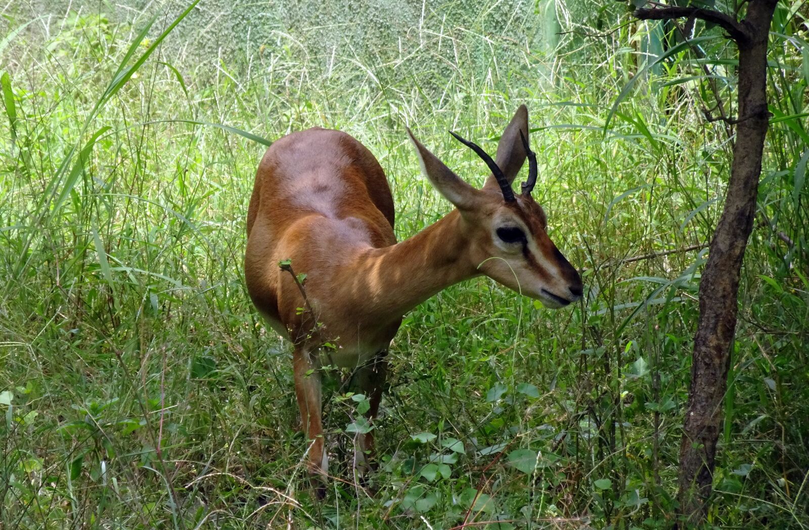 Sony Cyber-shot DSC-HX90V sample photo. Chinkara, gazella bennettii, indian photography
