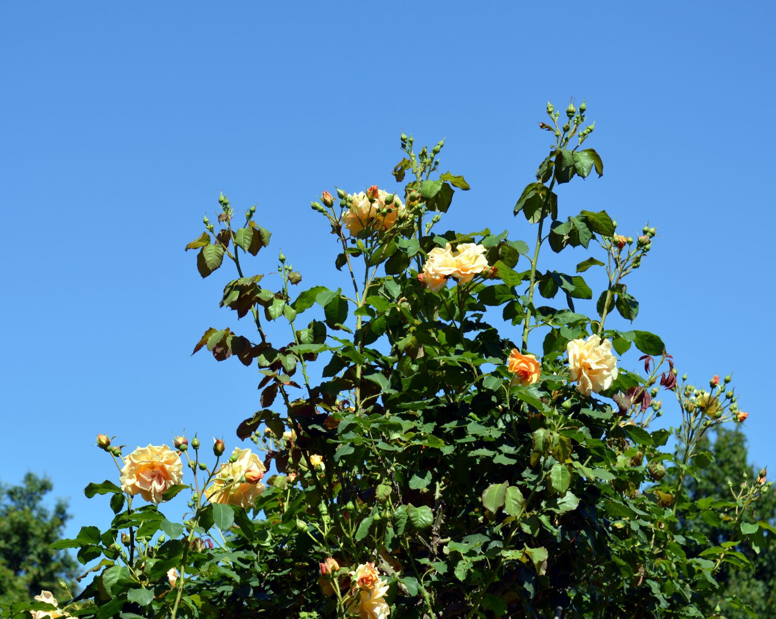 Nikon D3200 sample photo. Roses, rosebush, blossom photography