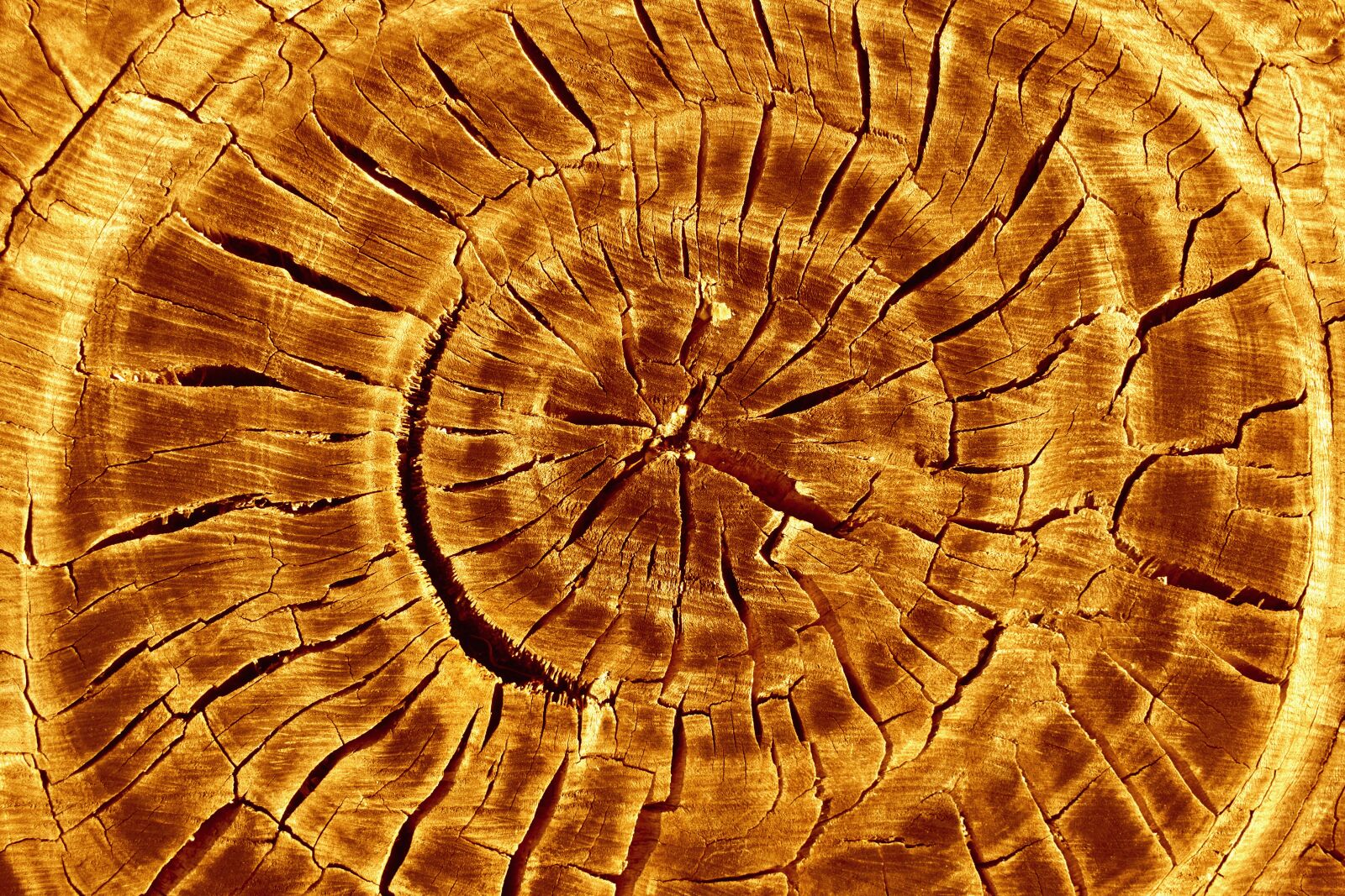Nikon D3500 sample photo. Tree, wood, cut photography