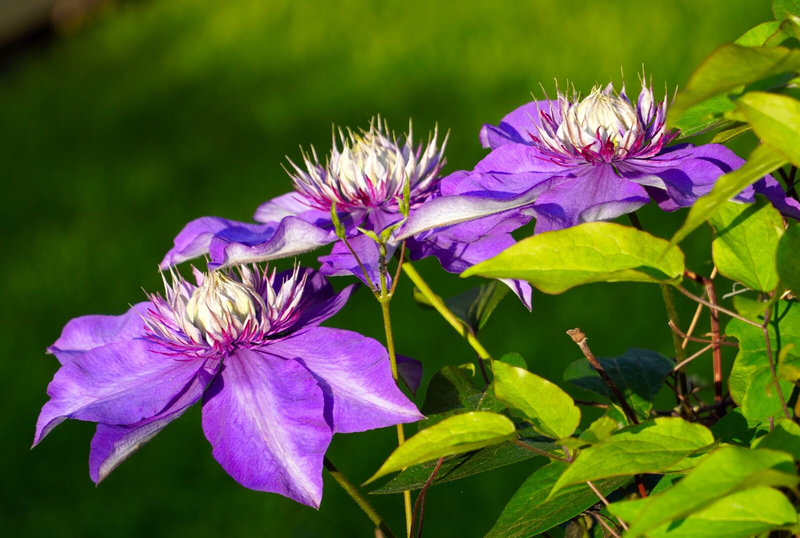 Sony E PZ 18-105mm F4 G OSS sample photo. Clematis, blossom, bloom photography