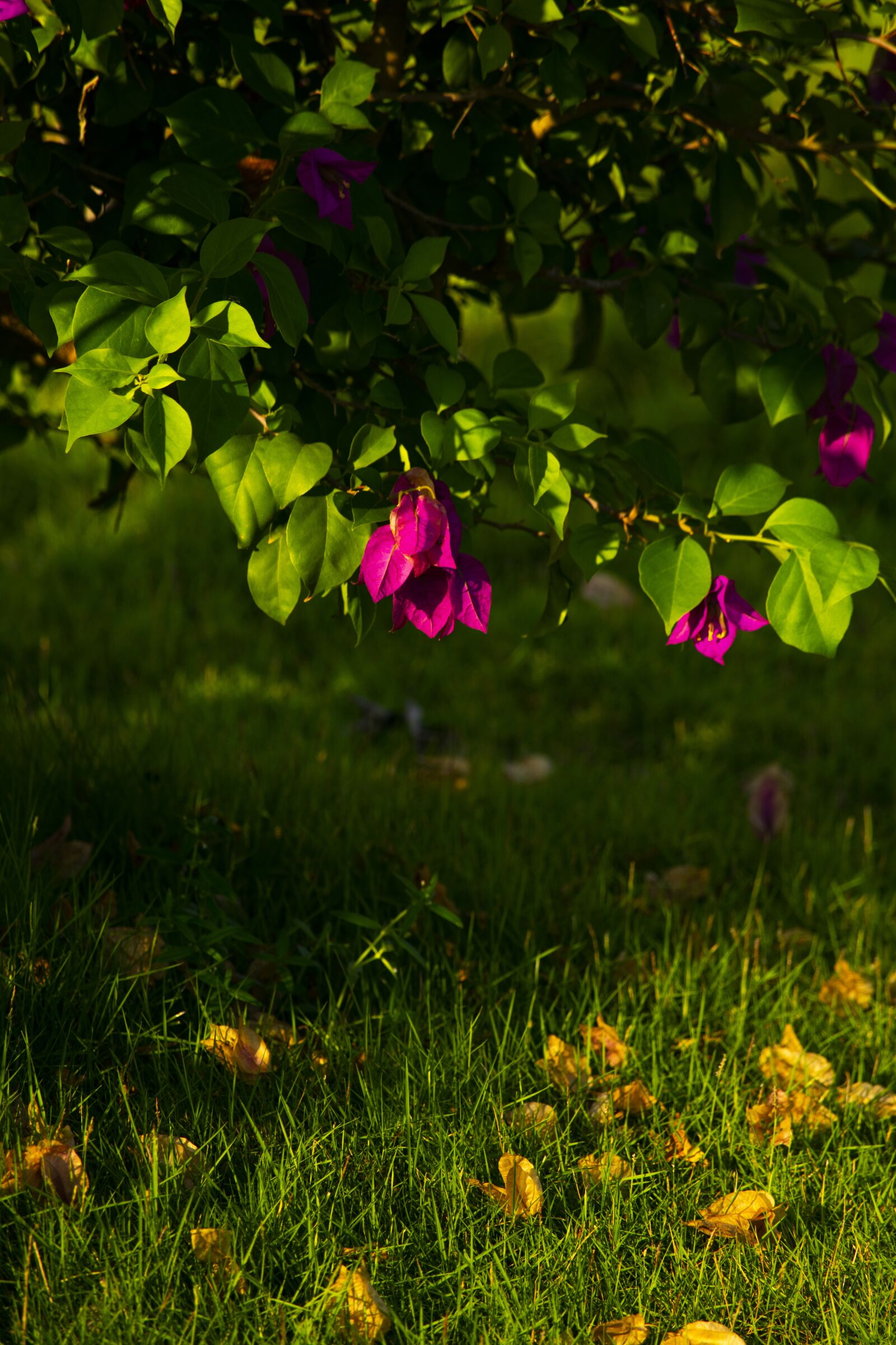 Nikon D3400 sample photo. Flower flowers, nature, sun photography