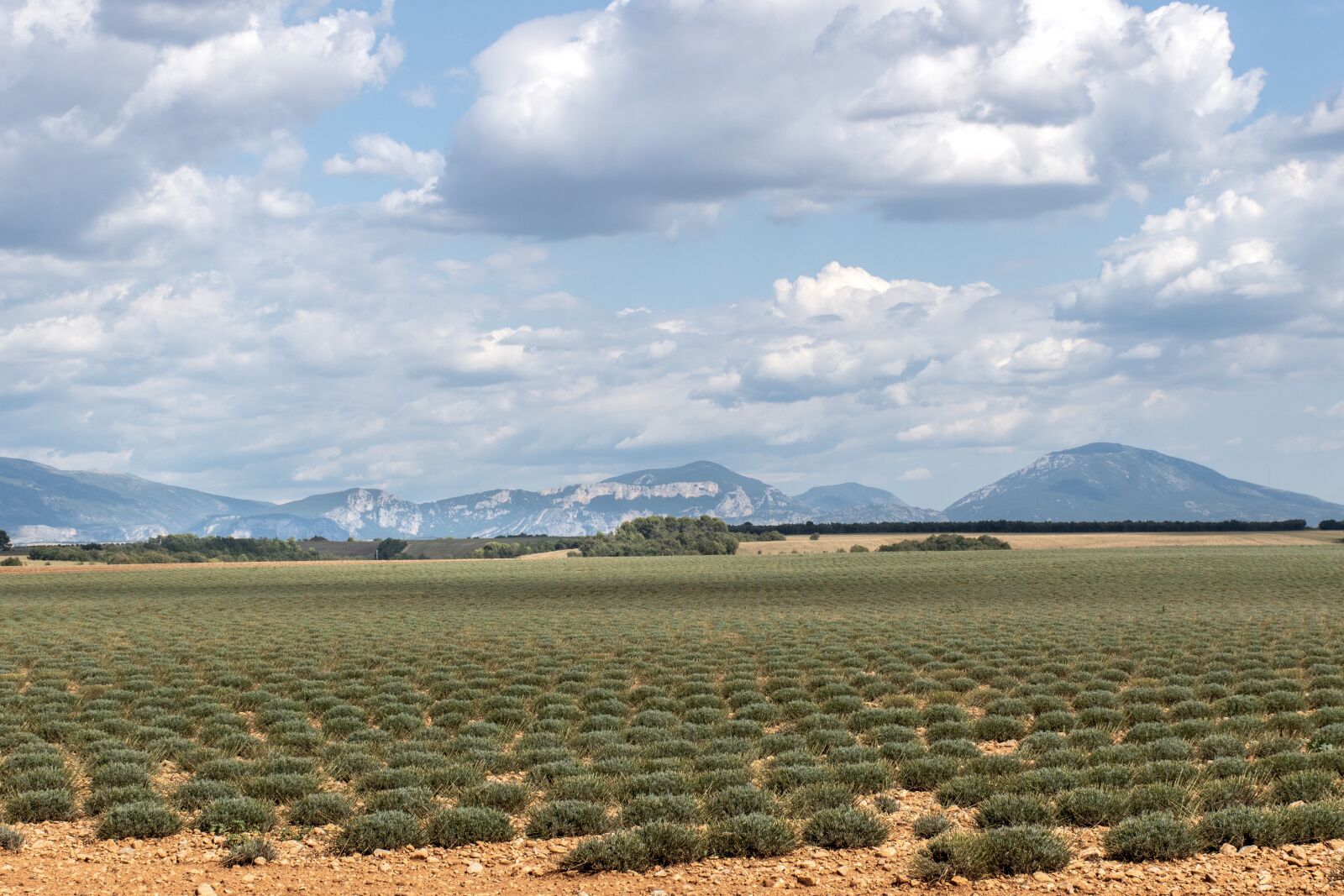 Nikon D5600 sample photo. Valensole, lavender field, end photography