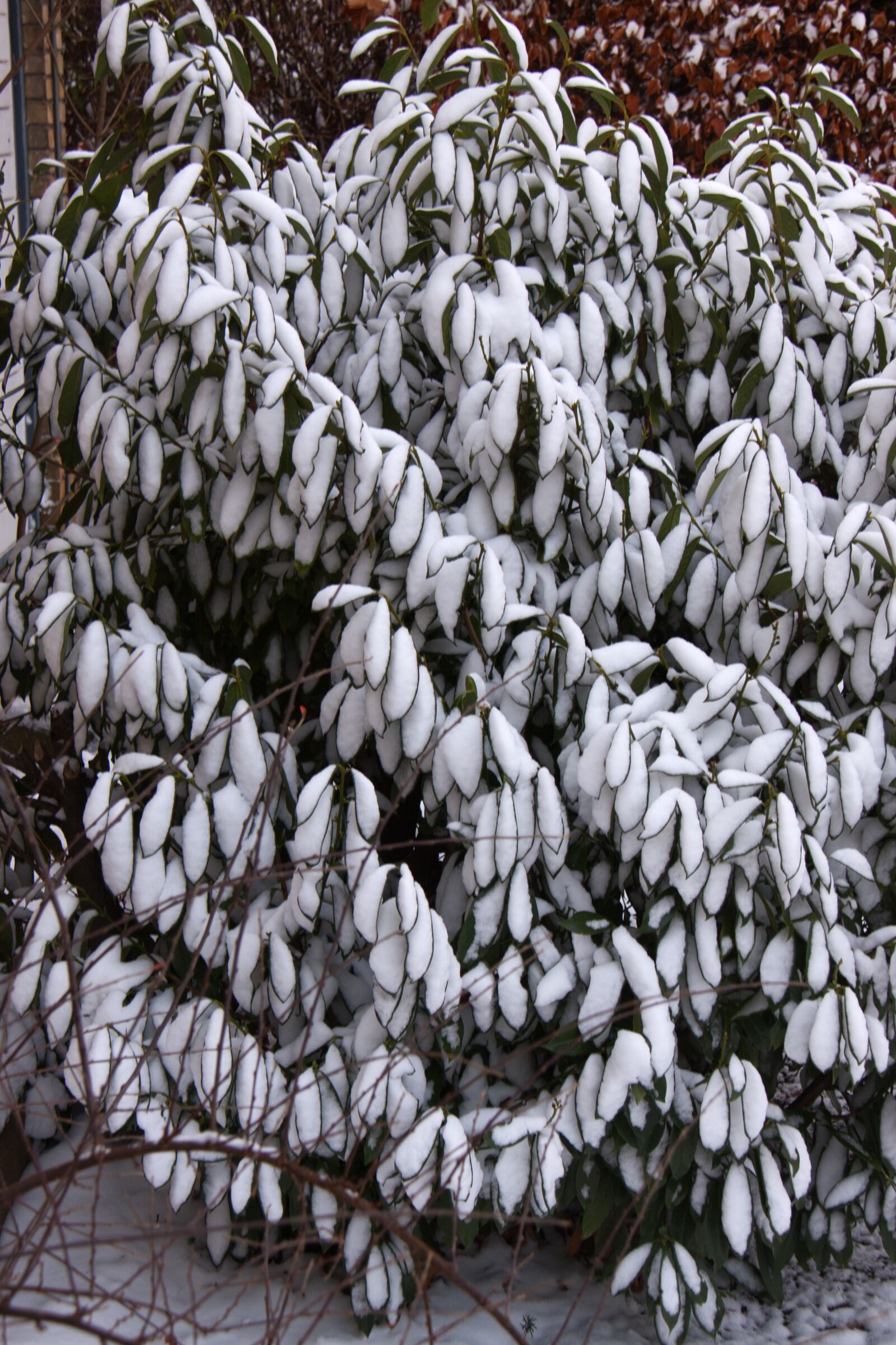 Canon EOS 50D sample photo. Winter, snow, shrub photography