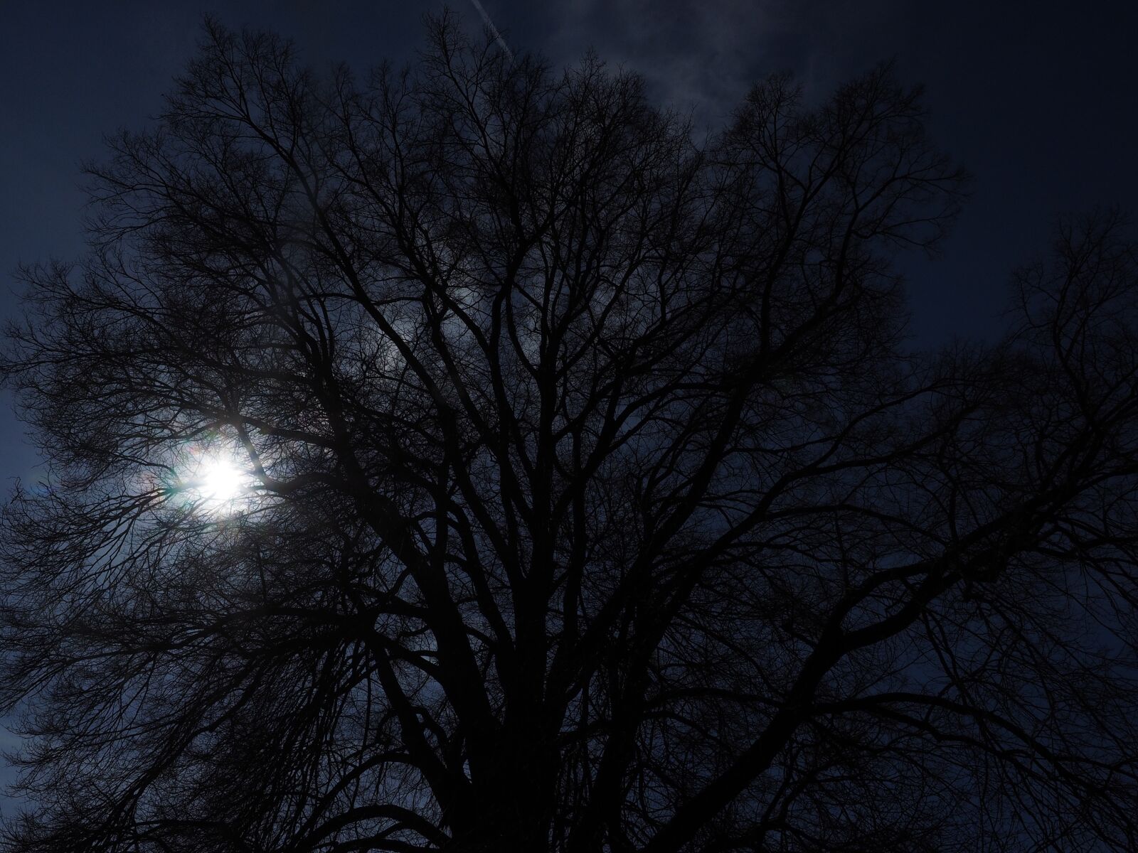Olympus OM-D E-M1 + Olympus M.Zuiko Digital ED 12-40mm F2.8 Pro sample photo. Tree, huge, backlighting photography