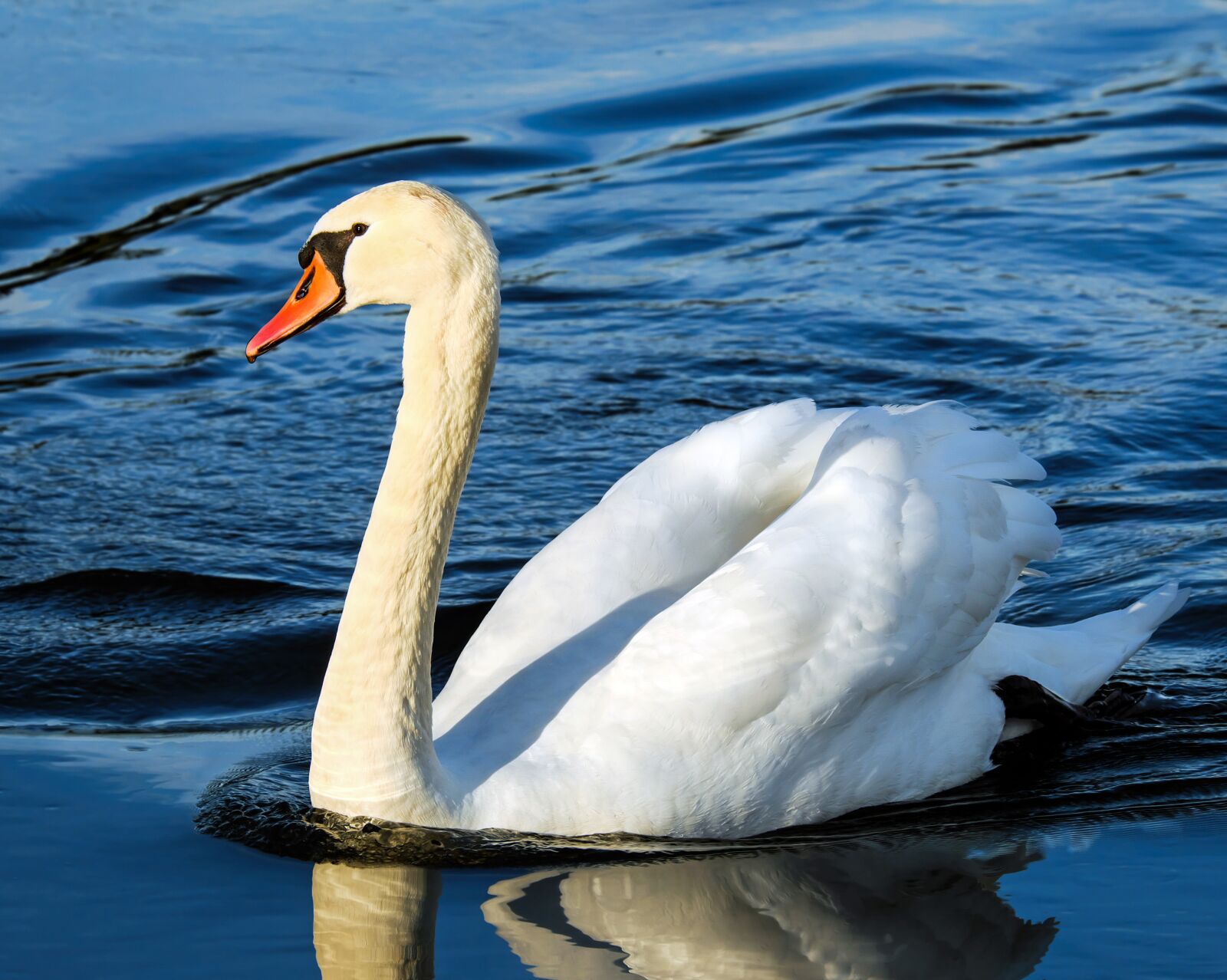 Fujifilm XF 55-200mm F3.5-4.8 R LM OIS sample photo. Swan, water bird, animal photography