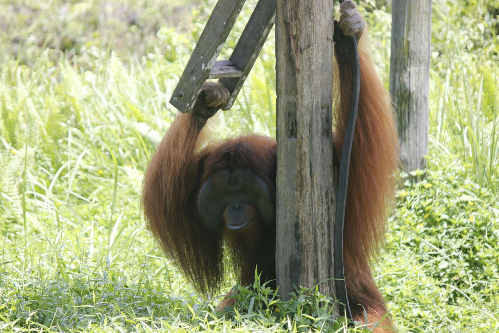 Canon EOS 600D (Rebel EOS T3i / EOS Kiss X5) sample photo. Animals, orangutan, ape photography