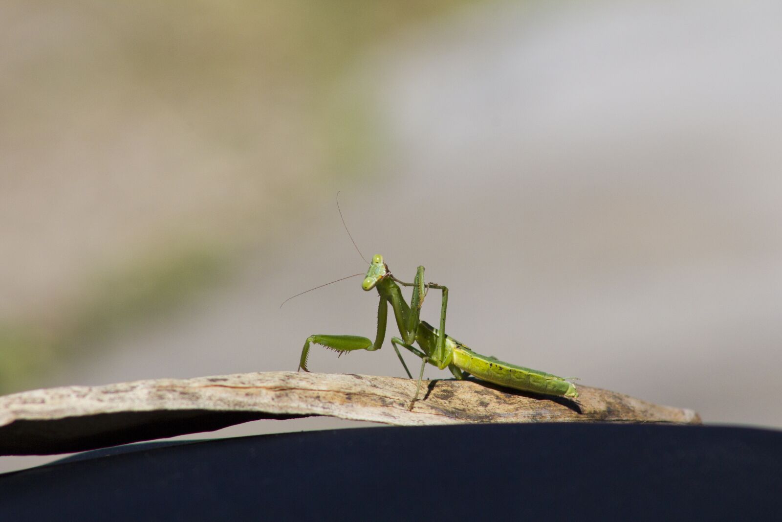 Canon EF75-300mm f/4-5.6 sample photo. Insect, mantis, green photography