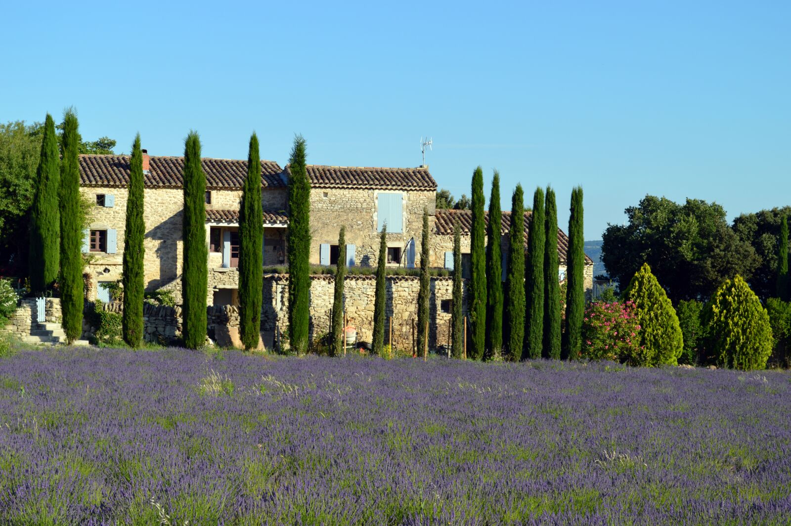 Nikon D3200 sample photo. Landscape, provence, lavender photography