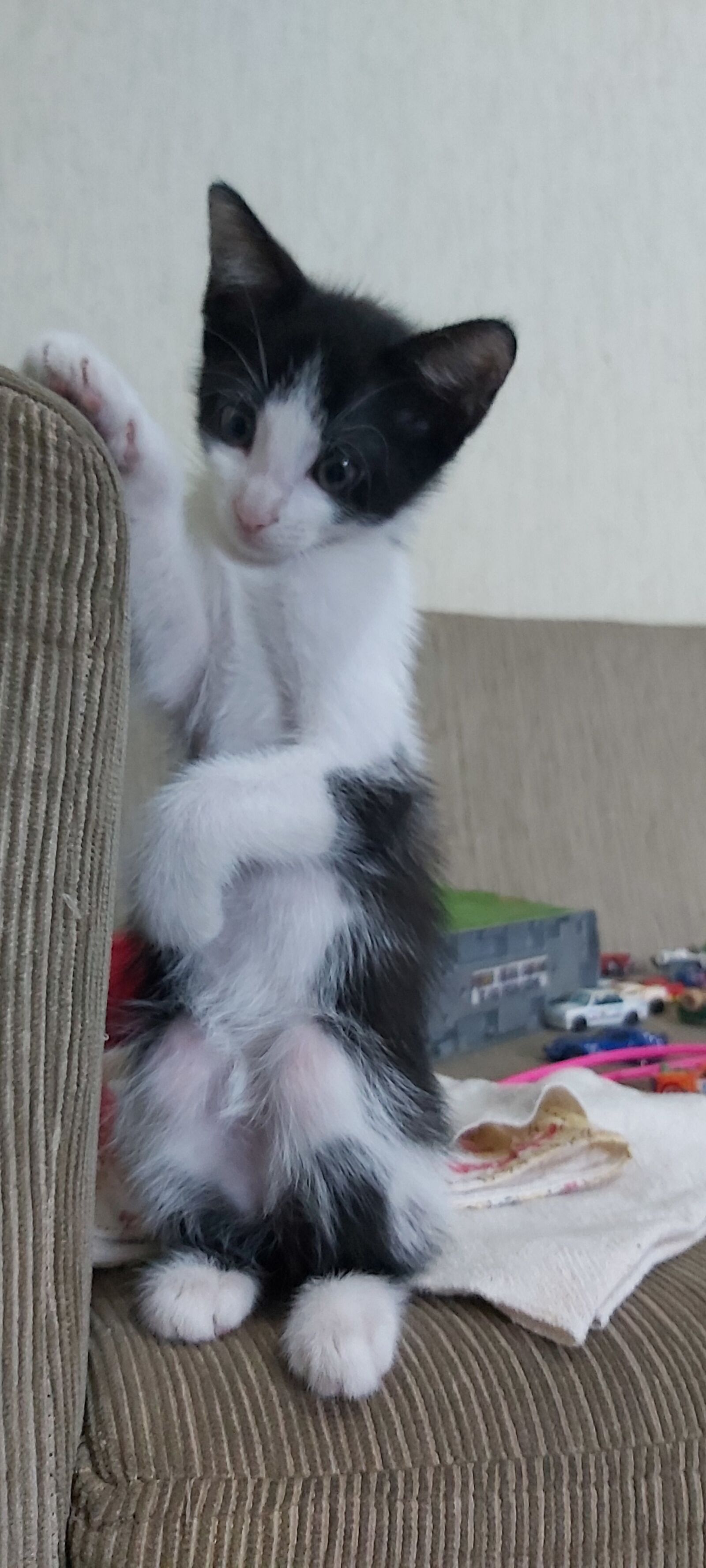 Samsung Galaxy A70 sample photo. Cat, standing, puppy photography