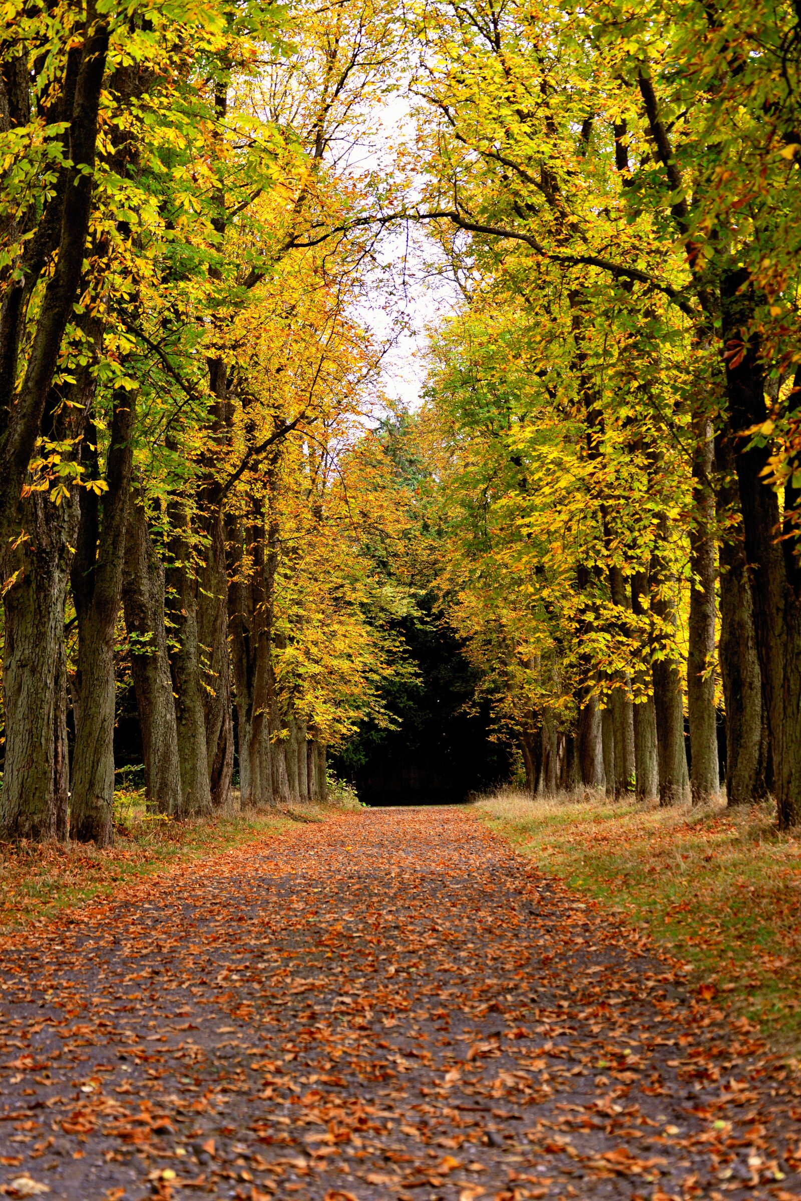 Nikon D610 sample photo. Autumn trees, autumn forest photography