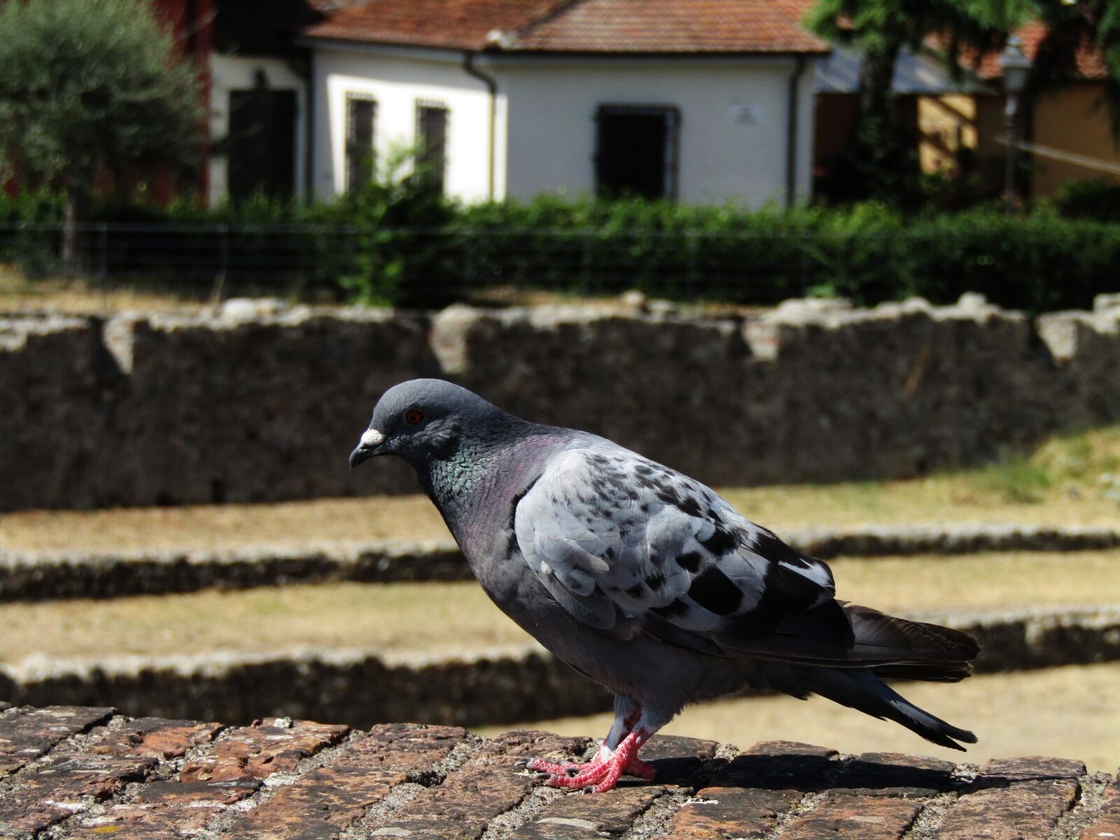 Canon PowerShot SX410 IS sample photo. Pigeon, birds, animal world photography